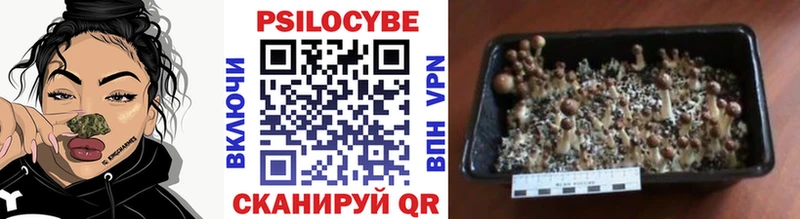 omg маркетплейс  хочу   Шимановск  Галлюциногенные грибы Magic Shrooms 